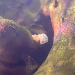 レッドラムズホーン子供　5匹