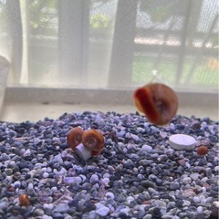 オレンジの貝🐚②　1匹30円まとめて10匹どうぞ💕 水槽のお掃除...