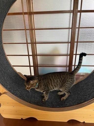 キャットホイール