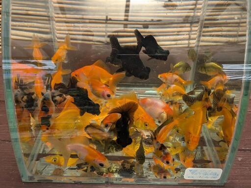 【完売】【金魚MIX30匹＋αおまけ】みんな元気です