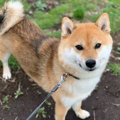 柴犬雄4歳　里親募集