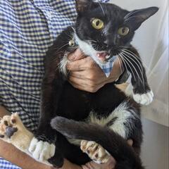 元ノラのクロ猫です。