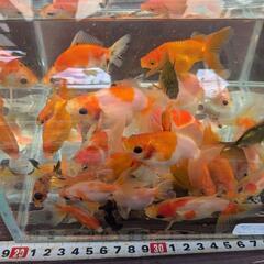 【完売】【金魚MIX20匹以上＋αおまけ】みんな元気です✨