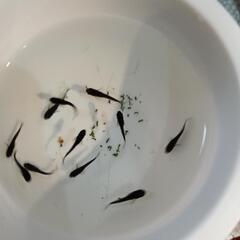 メダカ　サタン　稚魚10匹