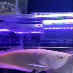 アルビノシルバーアロワナ５０センチの画像