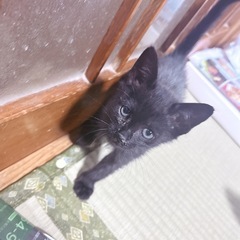 里親様決定しました！！