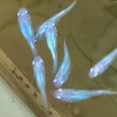 【しずく】メダカ 【深海系】動画有