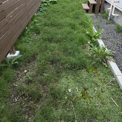 雑草でお困りの方