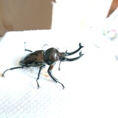 夏の第3回昆虫くじの画像