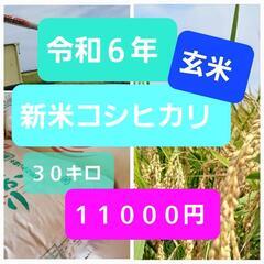 令和６年　新米　コシヒカリ　玄米　３０キロ　