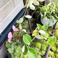 観葉植物7点（8種）セットの画像