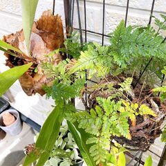 観葉植物7点（8種）セットの画像