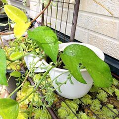 観葉植物7点（8種）セットの画像