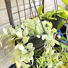 観葉植物7点（8種）セットの画像