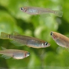 【野生メダカ】黒メダカ10ぴき＋α