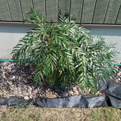 観葉植物？　マホニアコンヒューサ ２つ