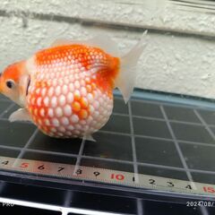 ピンポンパール　その1