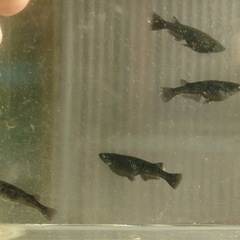 【決まりました】アルティマニア☓黒天幻龍鰭長メスのみ　画像全て　