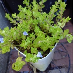 ウォーターバコパの鉢植え