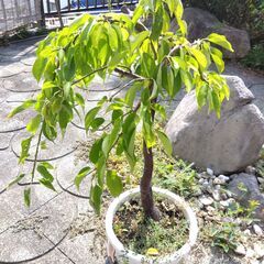 枝垂　梅の木　花　植物　しだれ　うめ