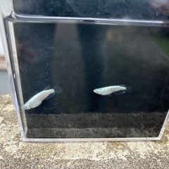 ネプチューンメダカ1匹