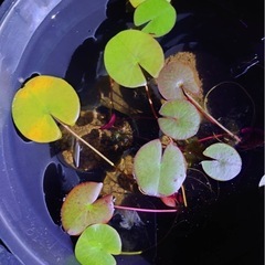 睡蓮
