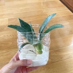 アガベ