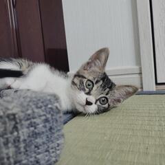 キジ白ちゃん（タビーちゃんは里親さん決まりました）