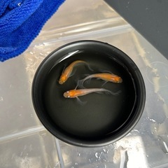 ✨第3段！人気品種メダカ✨🪷小町ヒレ長  稚魚〜若魚約30匹＆オ...