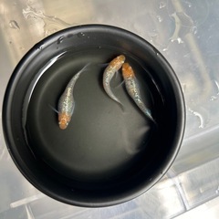 ✨第3段！人気品種メダカ✨🪷アイスブレイク  稚魚〜若魚20匹＆...
