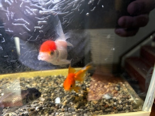 金魚
