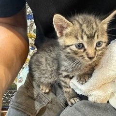 生後1ヶ月の子猫です