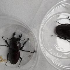 ヤエヤママルバネクワガタ、石垣島産の画像