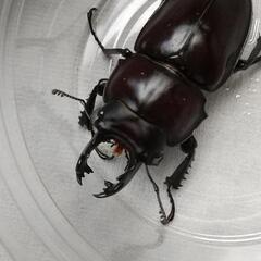 ヤエヤママルバネクワガタ、石垣島産の画像