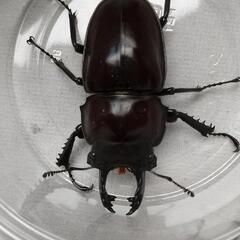 ヤエヤママルバネクワガタ、石垣島産の画像