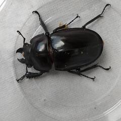 ヤエヤママルバネクワガタ、石垣島産の画像