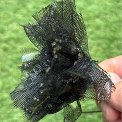お話し中　
めだか（ミユキ　鉄仮面）の画像