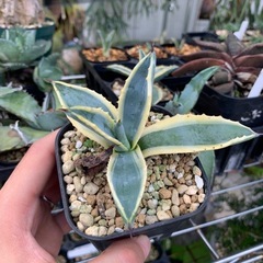 アガベ　アメリカーナ　斑入り