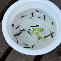 オロチメダカ 選別漏れ個体 20匹+α めだか
