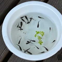 オロチメダカ 選別漏れ個体 20匹+α めだかの画像