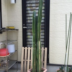 観葉植物 （2025年）　 柱サボテン　3柱 　高さ120　から　２１４ （ｃｍ）　サボテン　玉サボテンの画像