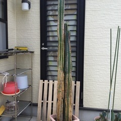 観葉植物 （2025年）　 柱サボテン　3柱 　高さ120　から　２１４ （ｃｍ）　サボテン　玉サボテンの画像