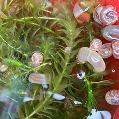 受渡し者決定レッドラムズホーン　20匹　100円