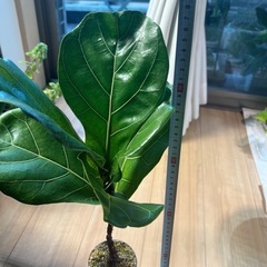カシワバゴムの画像