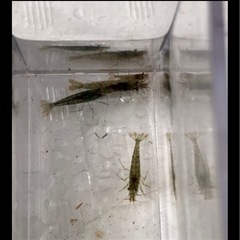 【終了】ミナミヌマエビ　5匹＋1匹おまけ