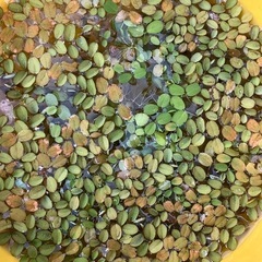  【浮草】サンショウモ②　100円
