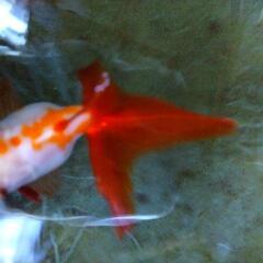 金魚   琉金   約 8 センチの画像