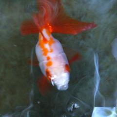 金魚   琉金   約 8 センチの画像