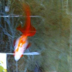 金魚   琉金   約 8 センチの画像