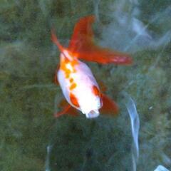 金魚   琉金   約 8 センチの画像